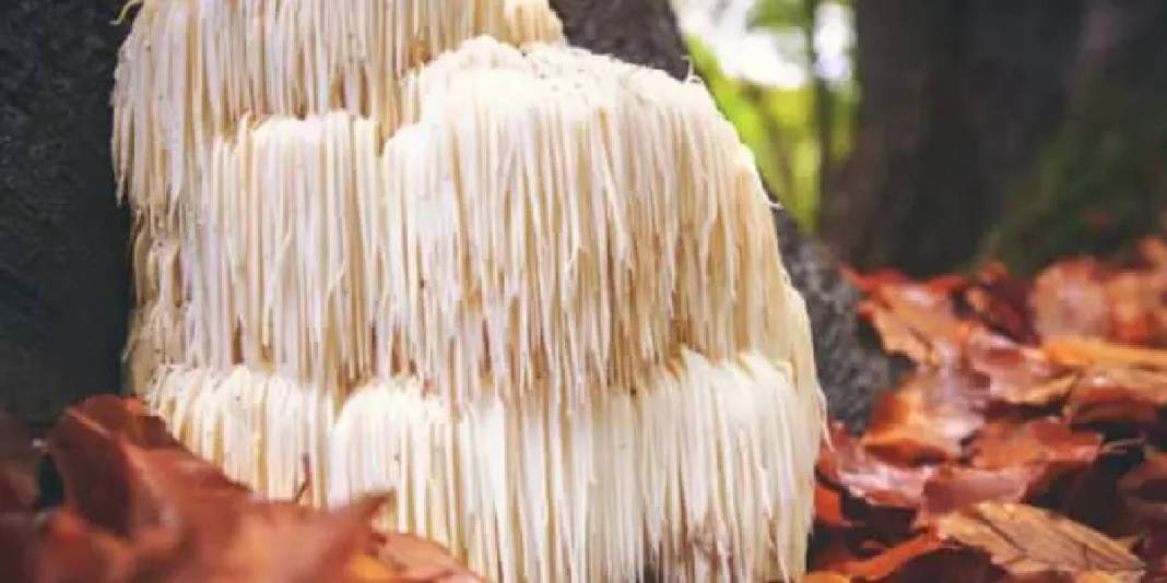 Karadeniz’in doğal ortamında keşfetti! Bildiğiniz tüm mantarları unutun: Balkonda yetiştirerek kilosunu 2000 TL’ye satıyor 4